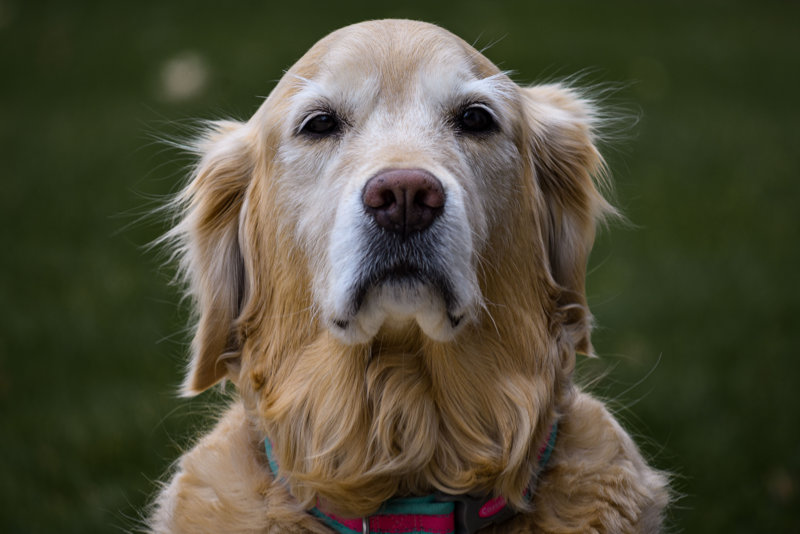 Senior Golden Retriever